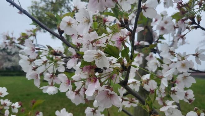 千本桜緑地2(4.12)