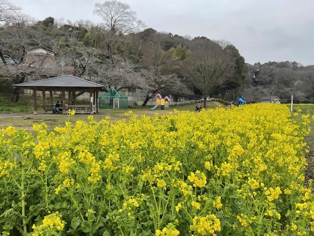 お花見広場全体