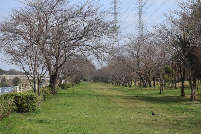 1.千本桜緑地4.1