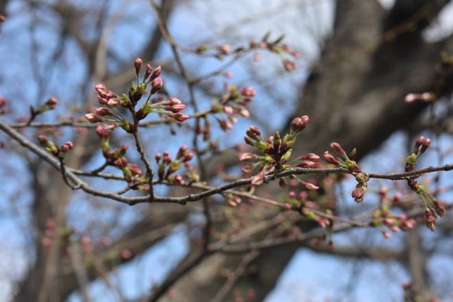 2.千本桜緑地4.1
