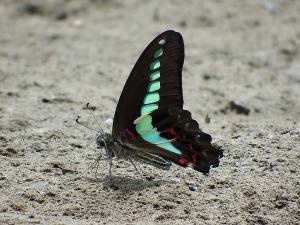 アオスジアゲハ