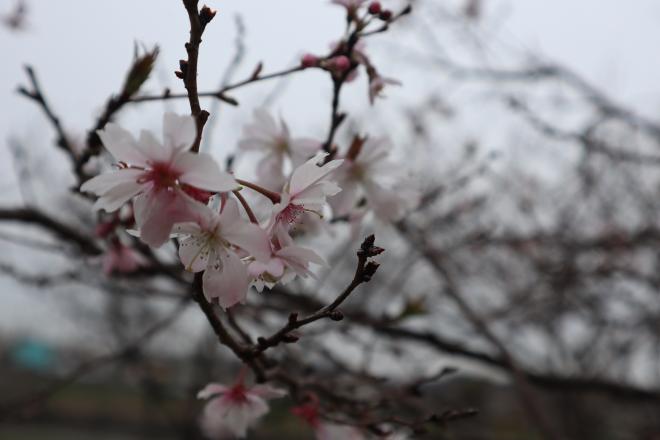 千本桜緑地1（4.3）