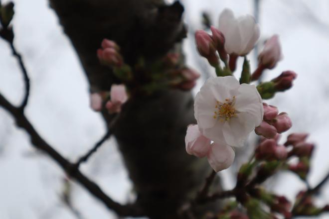 千本桜緑地2(4.3)