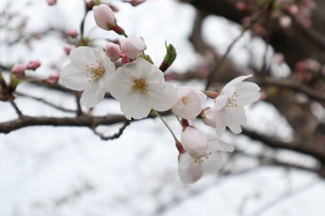 千本桜緑地3(4.3)