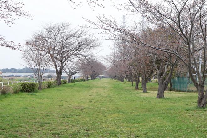千本桜緑地4（4.3）