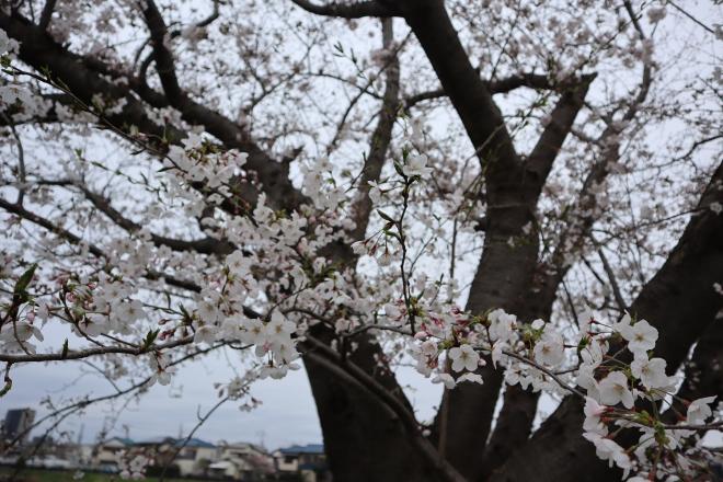 千本桜緑地3(4.5)