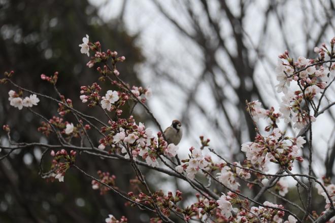 千本桜緑地2(4.5)