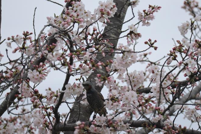 千本桜緑地4（4.5）