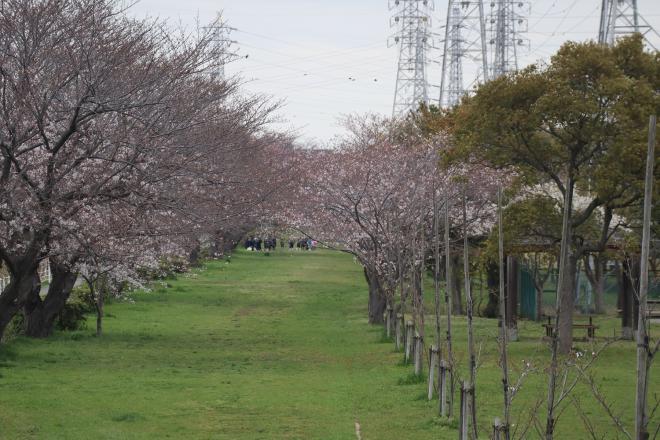 千本桜緑地1（4. 5）