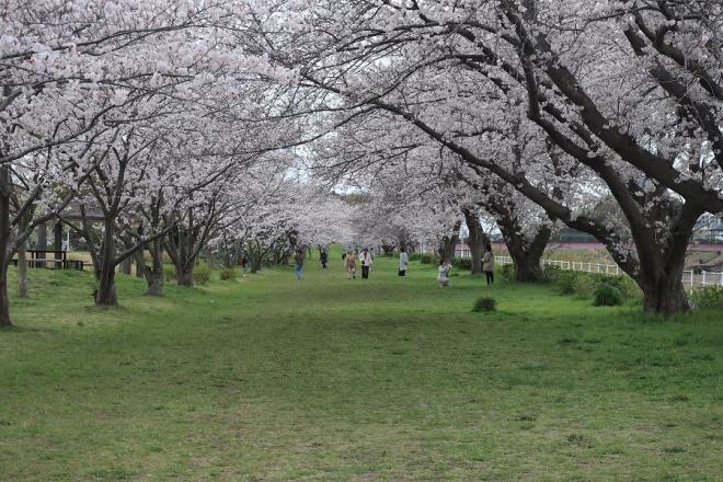 千本桜緑地1（4.8）