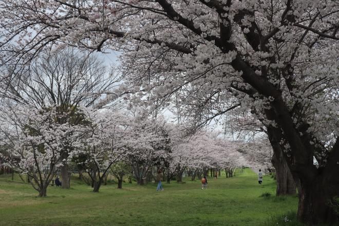 千本桜緑地2(4.8)