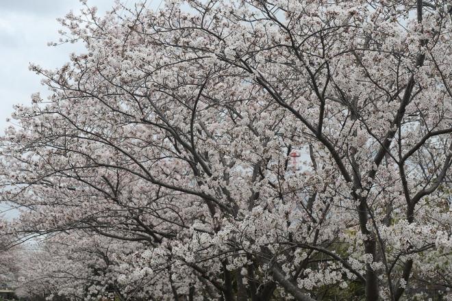 千本桜緑地3（4.8）