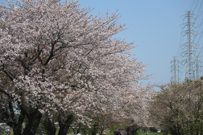 千本桜緑地1（4.15）