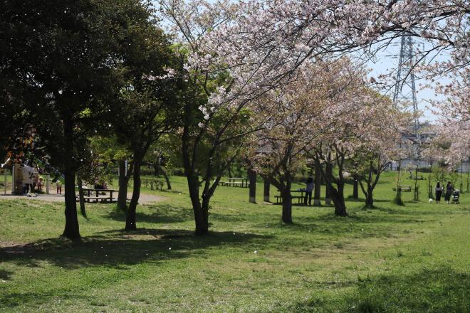 千本桜緑地4(4.15)