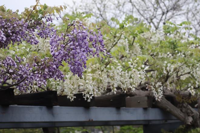 千本桜緑地1フジ（4.22）