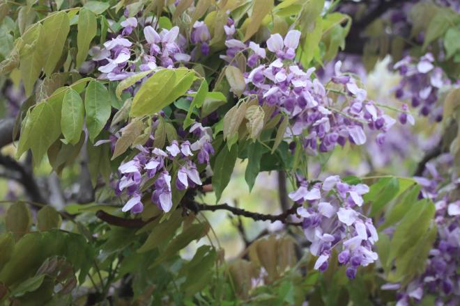 千本桜緑地3フジ（4.22）