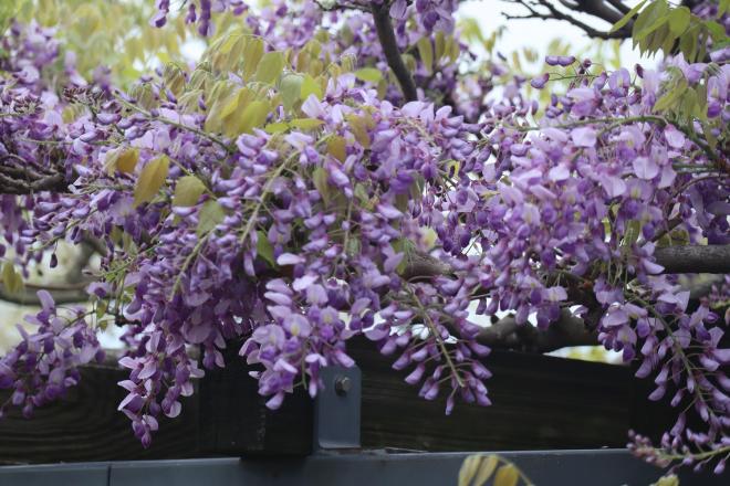 千本桜緑地4フジ(4.22)