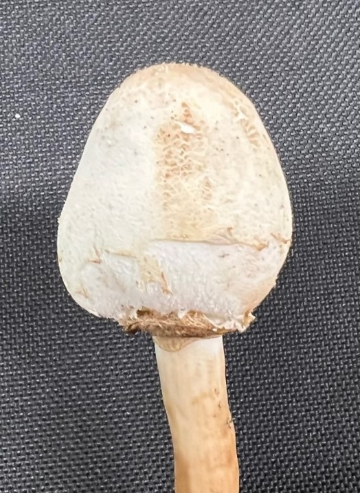 オオシロカラカサタケ3