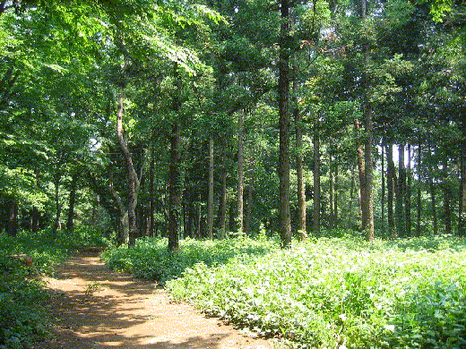 石橋山市民の森