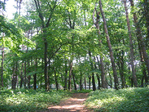 松ヶ丘市民の森