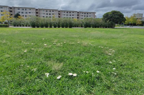 オオシロカラカサタケ1