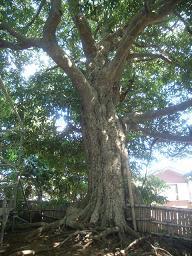 保存樹木（稲毛区園生町、園生神社）