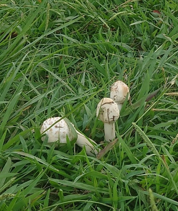 オオシロカラカサタケ2