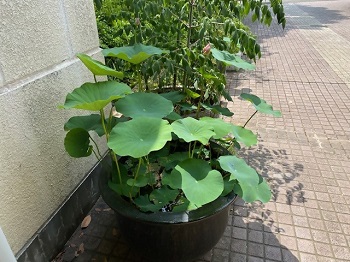 緑公園緑地事務所玄関前