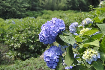 セイヨウアジサイ