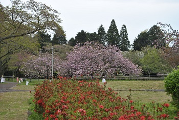 ツツジとヤエザクラ
