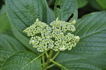 これから色づくガクアジサイ