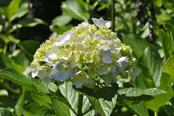 セイヨウアジサイ