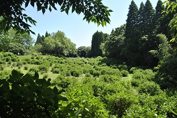 落葉広葉樹林側