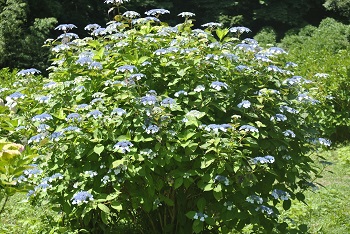 早咲きのガクアジサイ