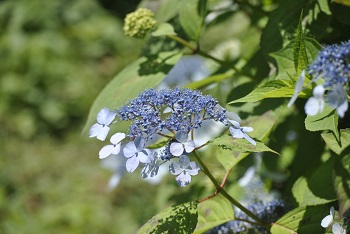 早咲きのガクアジサイ