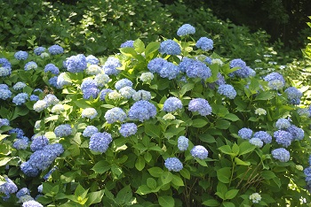 セイヨウアジサイ