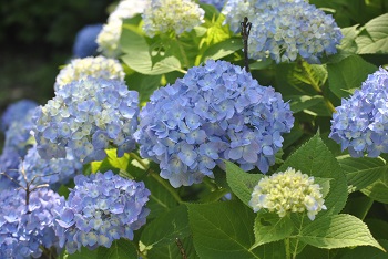 セイヨウアジサイ