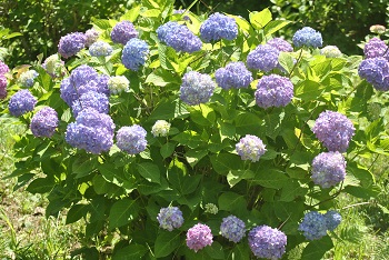 セイヨウアジサイ