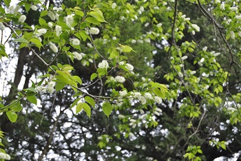 ウワミズザクラ