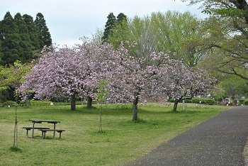 お花見広場