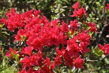 昭和の森入り口