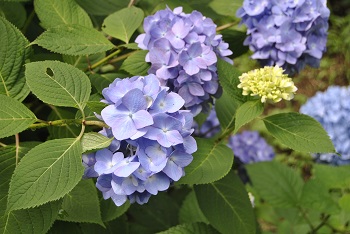 セイヨウアジサイ