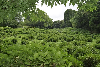 落葉広葉樹林側