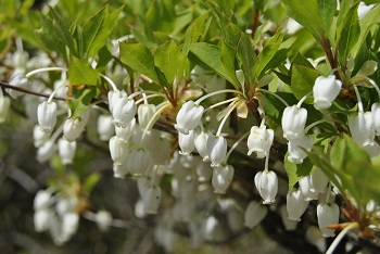 ドウダンツツジ