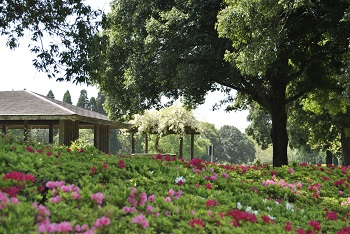 太陽の広場四阿のフジとツツジ