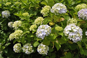 セイヨウアジサイ