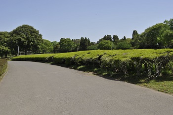 ドウダンツツジ