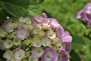 セイヨウアジサイとバッタ