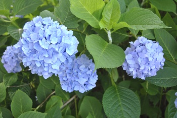 セイヨウアジサイ