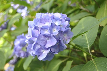 セイヨウアジサイ